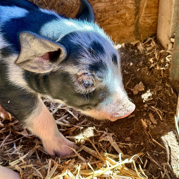 ❤️ OUR SHIP TIMES‼️ PLEASE NOTE‼️❤️ - Picture 4 of 16